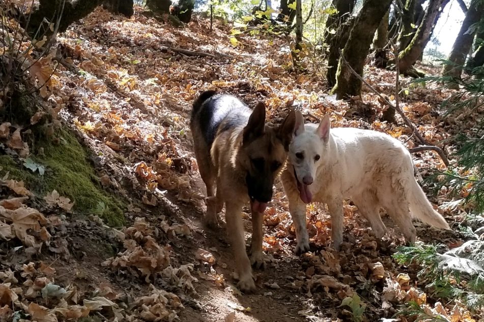 Back in the woods, Maestro and Nellie are either loving o each other or holding each other up. Can’t tell