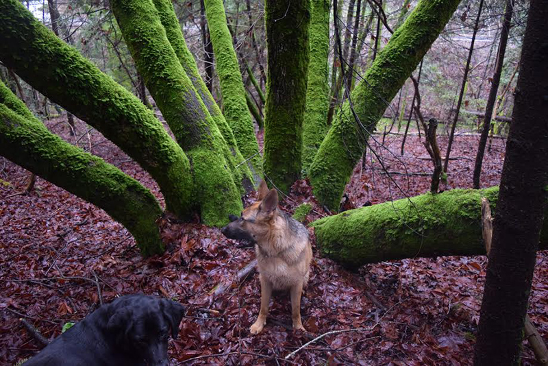 Maestro also thought maybe he could play the lead role in a new live action canine version of “The Enchanted Forest.”