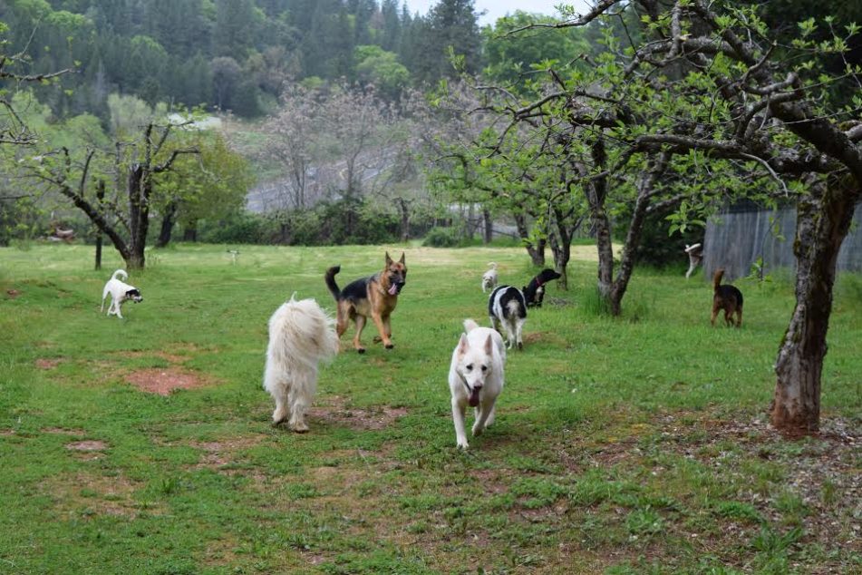 Lots going on here…Maestro prancing after Nellie, a giant dog way in the back right seemingly lifting his leg at a 90 degree angle, and another one taking a dump? Just another day at Dogwoods