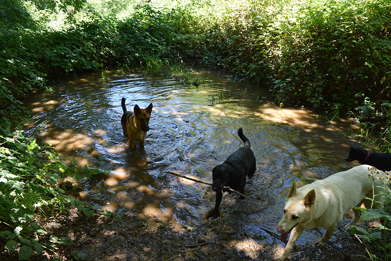 Being a lab, water and sticks just come naturally to Scout