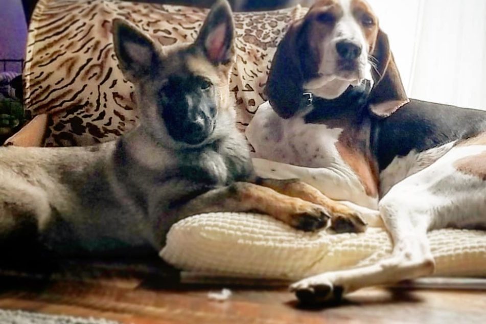 Over Christmas vacation, Walter (right) the Treeing Walker Coonhound turned 6 years old on Christmas Eve.  Opie (right) the 4 month old German Shepherd is keeping him young.