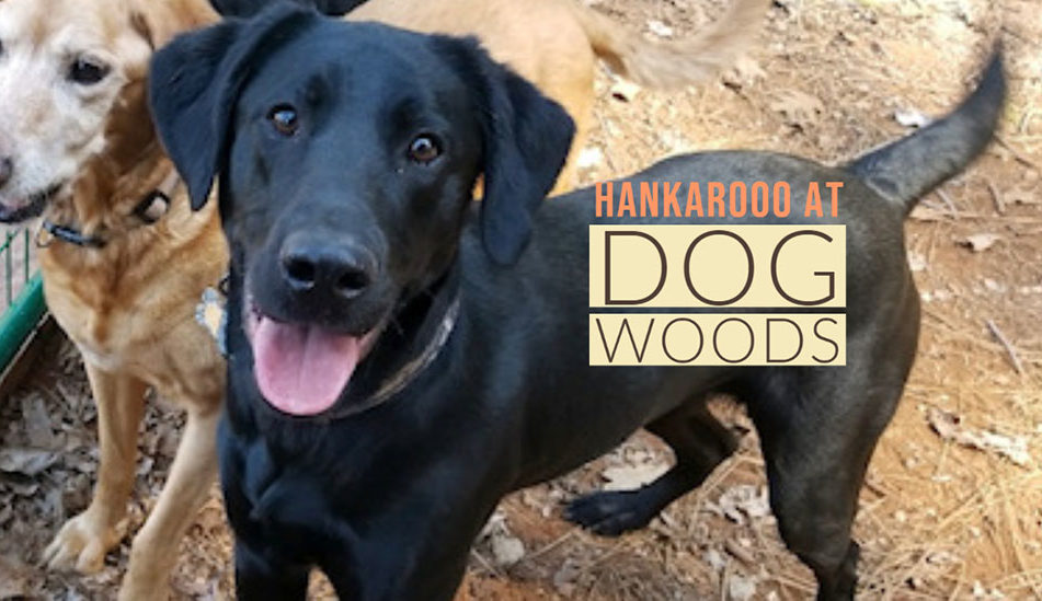 hank-dogwoods-mar2020